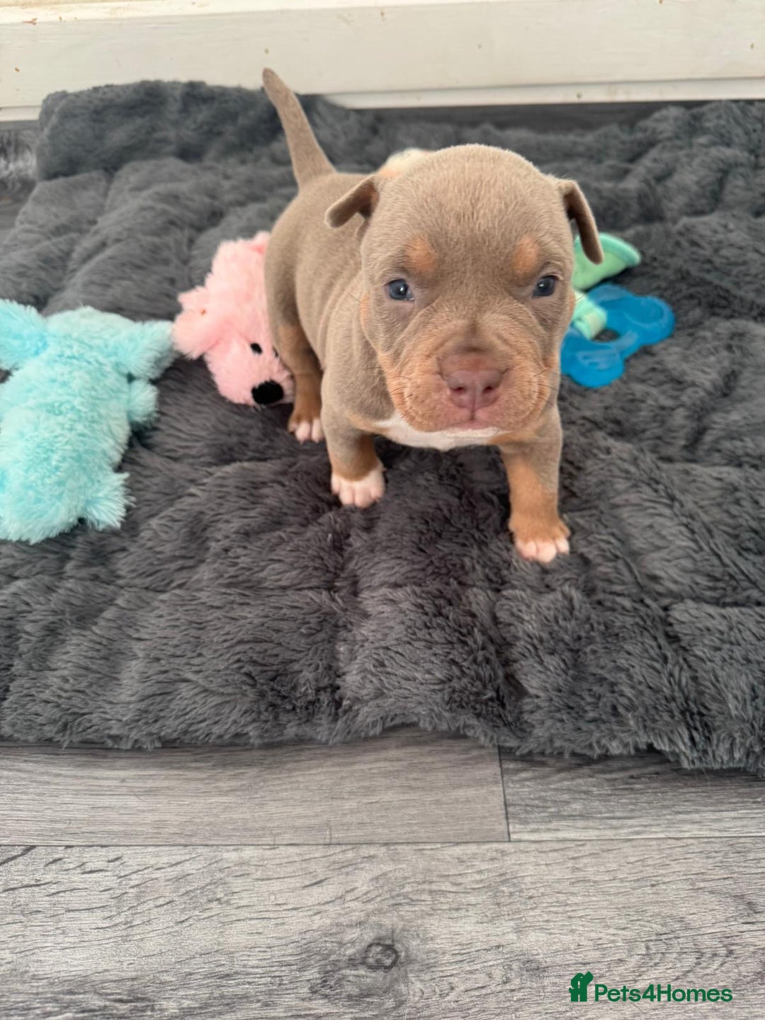 American Bully dogs for sale: Pocket bullys - Advert 8