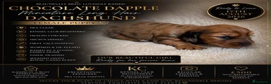 Miniature Dachshund 2