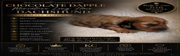 Miniature Dachshund dogs for sale: 3 Beautiful Longhair Miniature Dachshund Puppies - Advert 3