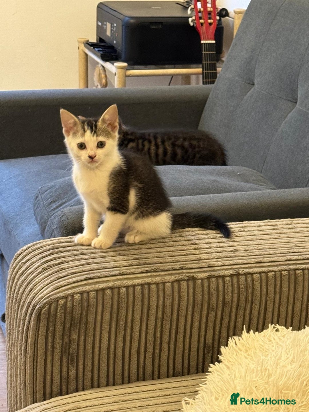 Domestic Shorthair cats for sale: Ekaterine  - Image 4