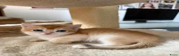 British Shorthair cats for sale: GCCF reg BSH Last Blue Golden Female Kitten - Advert 6