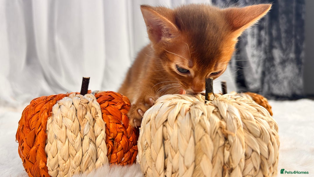 Abyssinian cats for sale: TICA champion line Abyssinian kittens  - Image 13