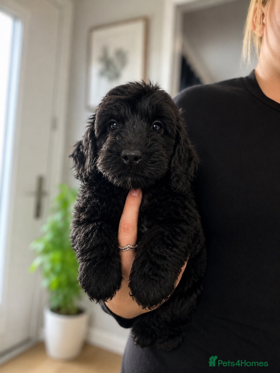 Cockapoo dogs 5* rated licensed vet approved F2b mini REDUCED  - Advert 2