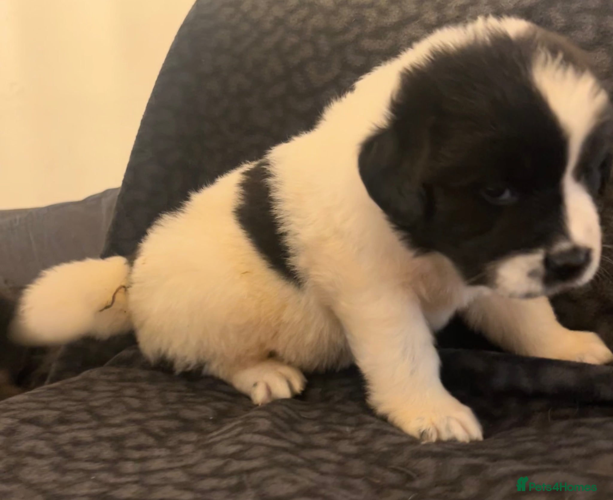 Mixed Breed dogs for sale: Black & landseer Newfoundland puppies  - Advert 37