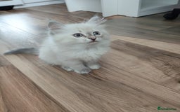 Siberian cats for sale: Siberian Neva Masquerade kittens - Image 4