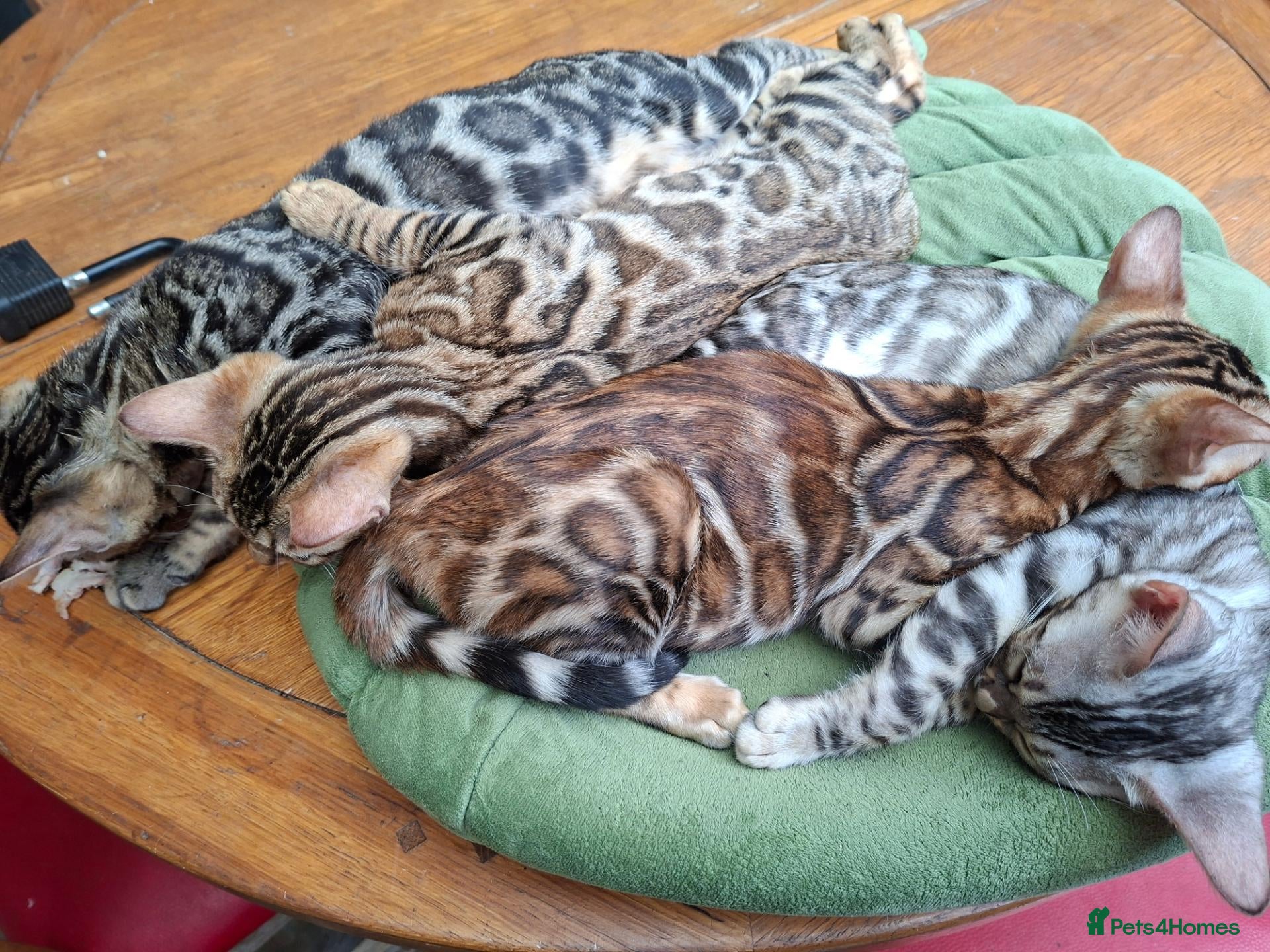 Bengal cats Stunning Bengal Kittens  - Advert 9