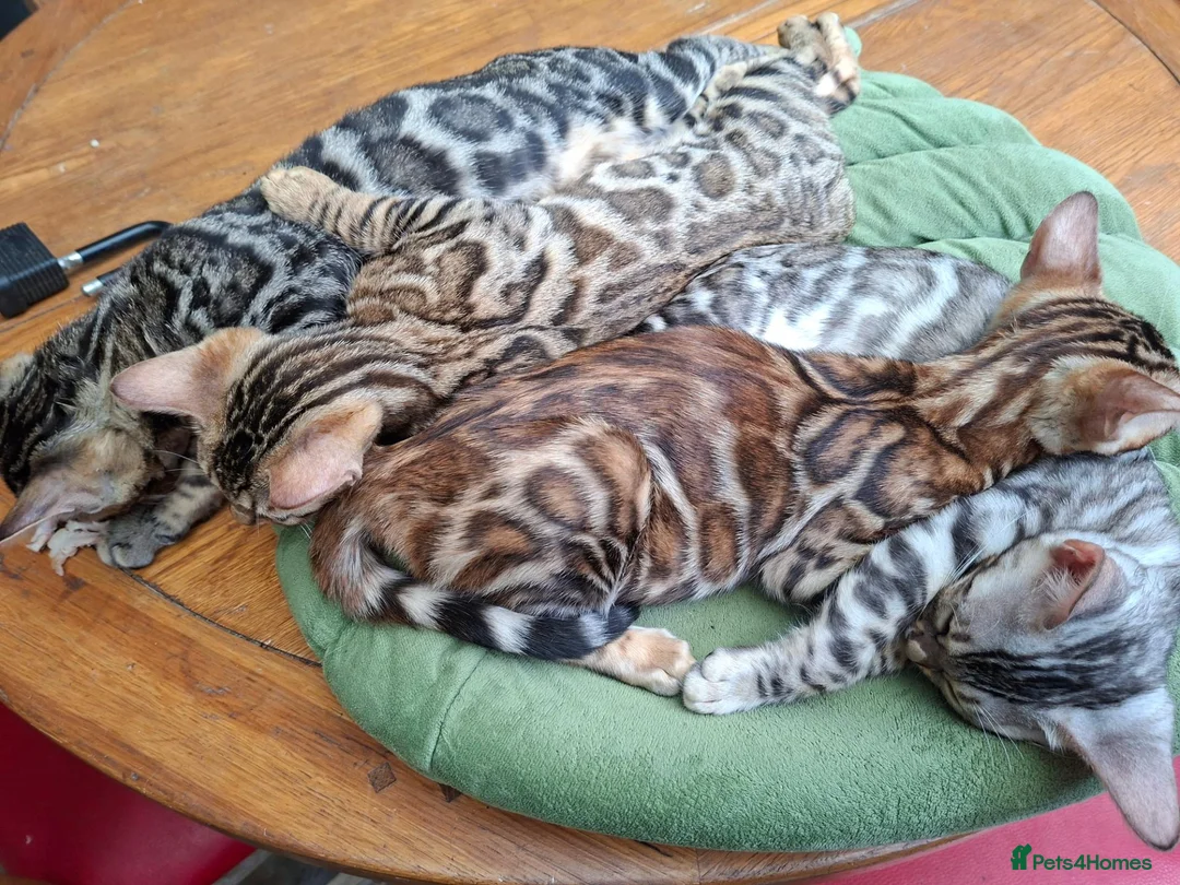 Bengal cats for sale: Stunning Bengal Kittens  - Advert 2
