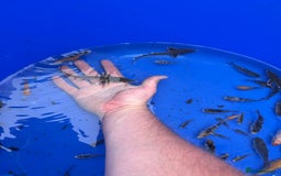 Koi Carp fish for sale: Small koi and sturgeon for sale  - Image 1