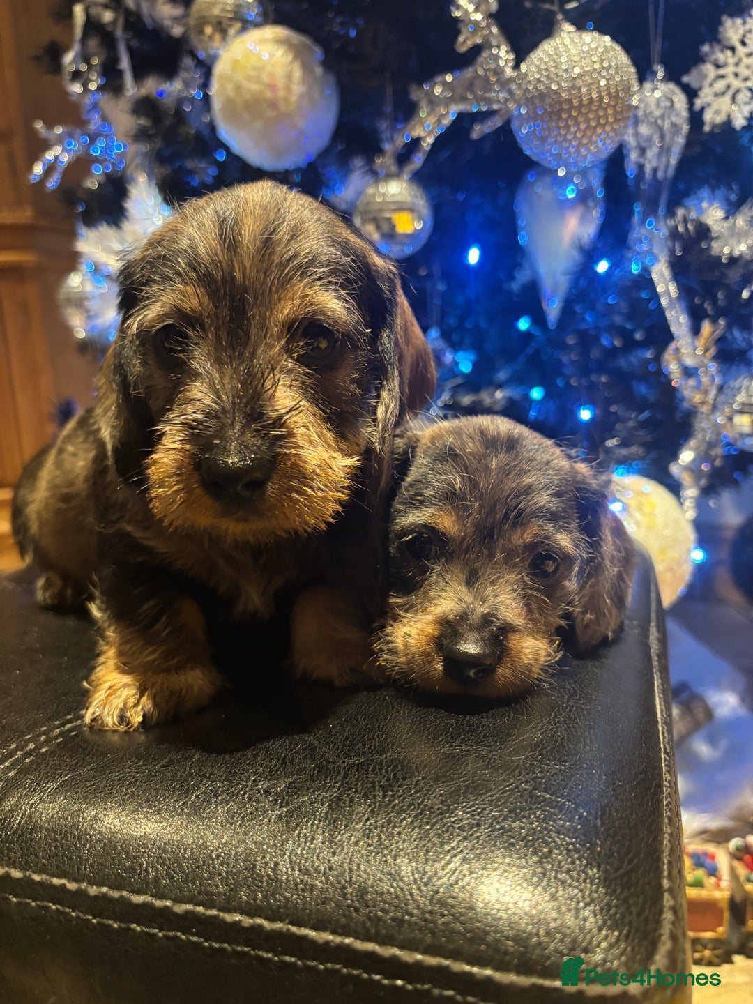 Miniature Dachshund dogs for sale: Wire Haired Dachshunds  - Advert 9