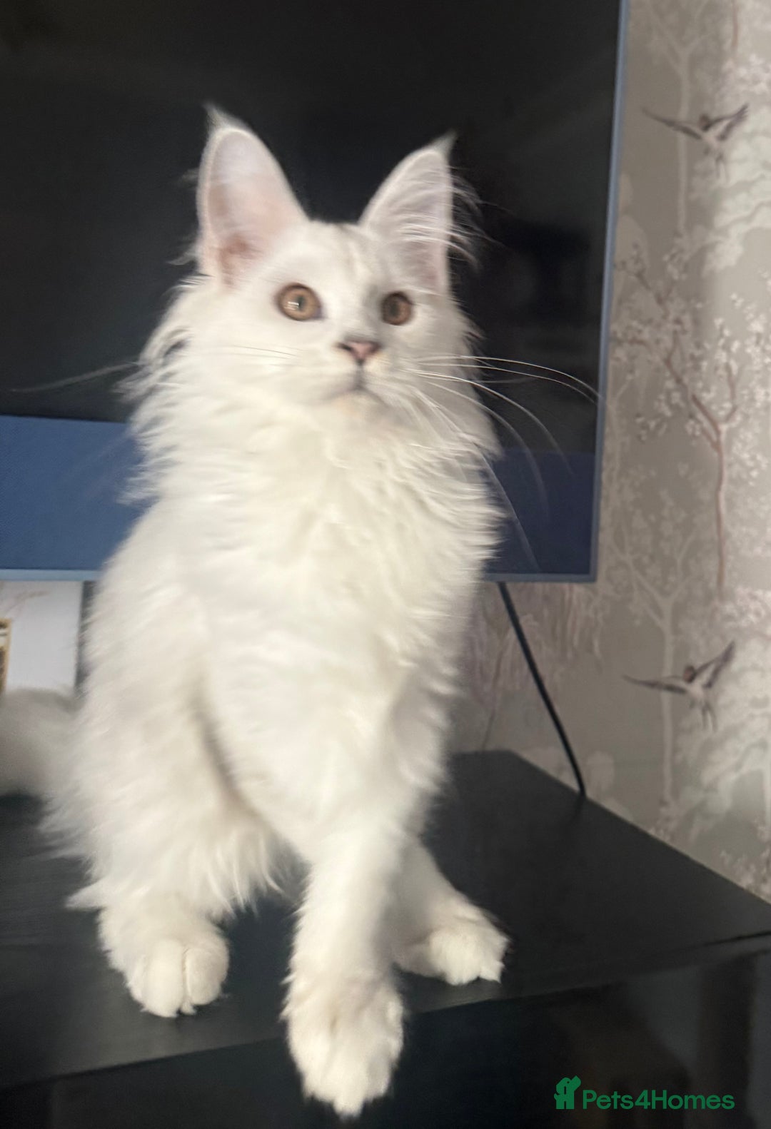 Maine Coon cats for sale: Purebred registered DNA clear Maine Coon Kitten - Advert 6