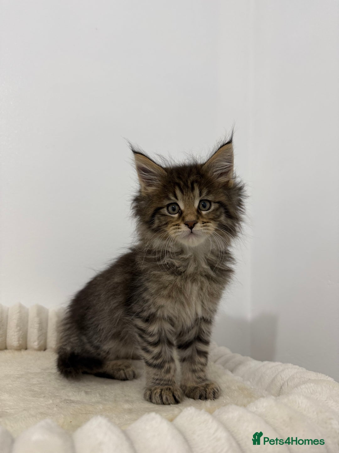 Maine Coon cats for sale: XL RUSSIAN CUBS 🇷🇺💙 - Advert 11