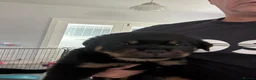 Rottweiler dogs for sale: Amazing Rottweiler litter girls and boys   - Advert 3