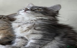 Siberian cats for sale: Traditional Siberian Blue girl  - Image 2
