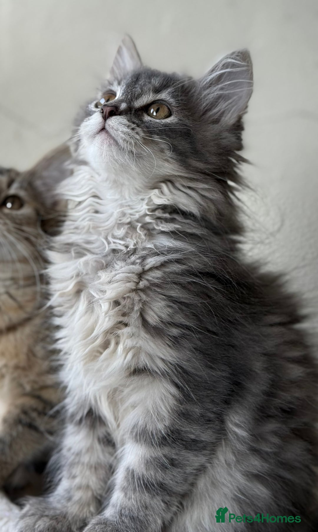 Siberian cats for sale: Traditional Siberian Blue girl  - Image 2