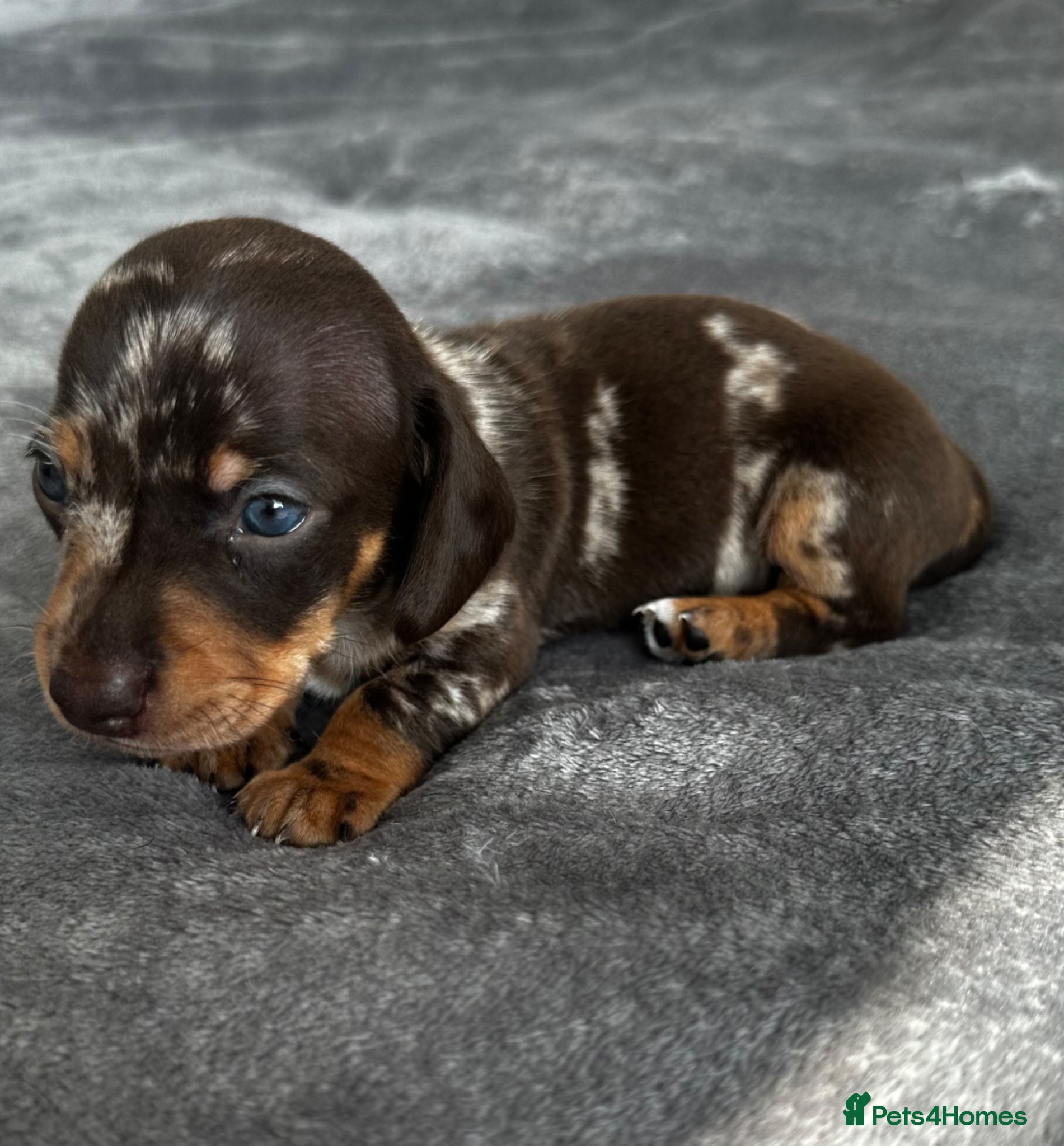 Miniature Dachshund dogs Miniature Dachshunds kc reg  - Advert 11