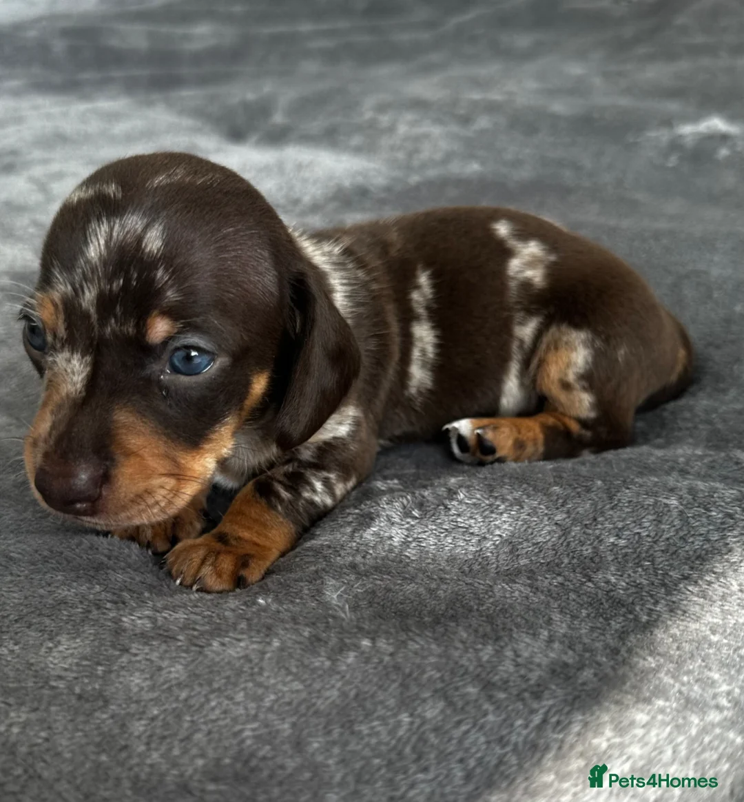 Miniature Dachshund dogs for sale: Miniature Dachshunds kc reg  - Advert 1