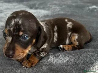 Miniature Dachshund dogs Miniature Dachshunds kc reg - Advert 12
