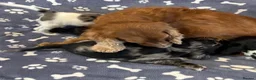 Cocker Spaniel dogs for sale: Gorgeous and very unique puppies - Advert 7