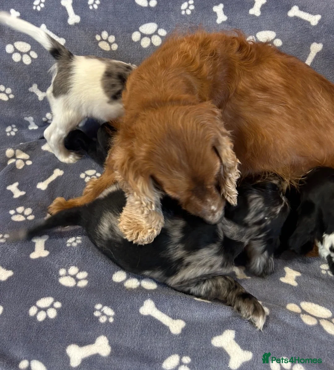 Cocker Spaniel dogs for sale: Gorgeous and very unique puppies - Advert 7