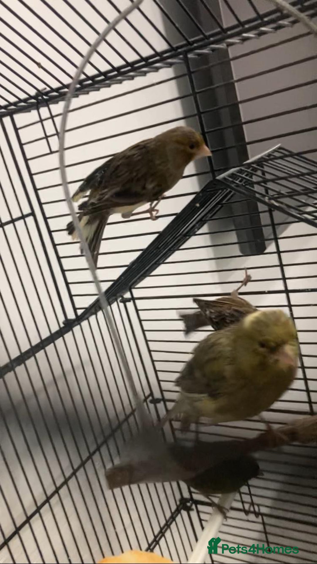 Canaries birds for sale: Canaries  - Advert 3