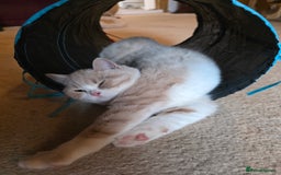 British Shorthair cats for sale: British Shorthairs Stunning Litter - Image 16