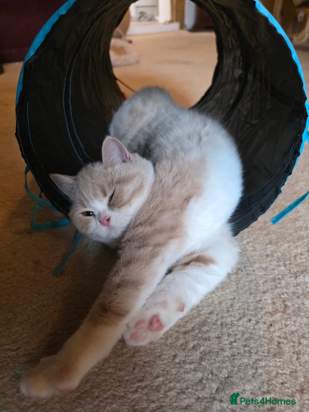 British Shorthair cats for sale: British Shorthairs Stunning Litter - Image 16