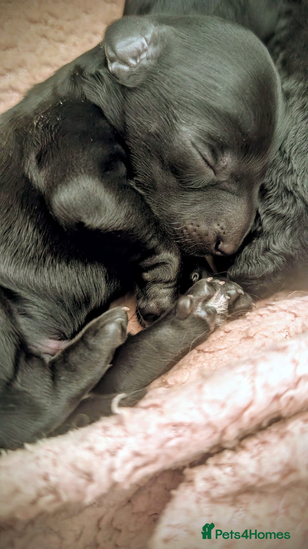 Cockapoo dogs for sale: Adorable Puppies Looking for Their Forever Homes! - Image 4