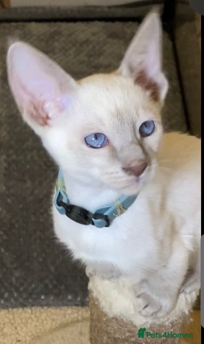 Mixed Breed cats Oriental/ Siamese  - Advert 14