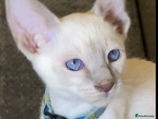 Mixed Breed cats Oriental/ Siamese - Advert 14