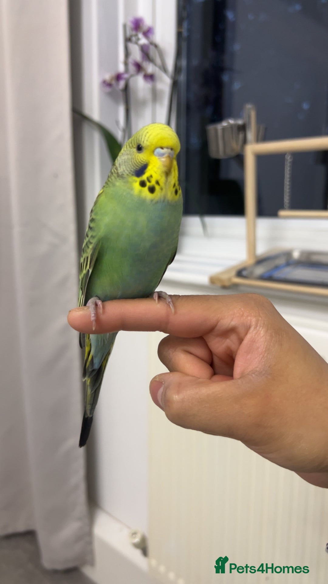 Budgerigars birds for sale: Budgies for sale - Advert 1