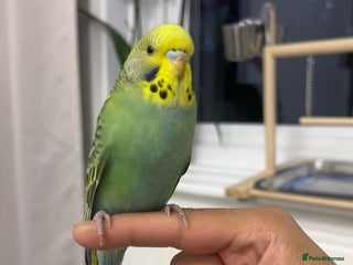 Budgerigars birds Budgies for sale - Advert 1