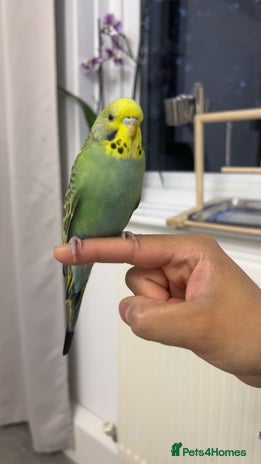 Budgerigars birds Budgies for sale - Advert 2