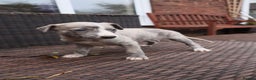 Whippet dogs for sale: KC registered Whippet pups - Advert 11