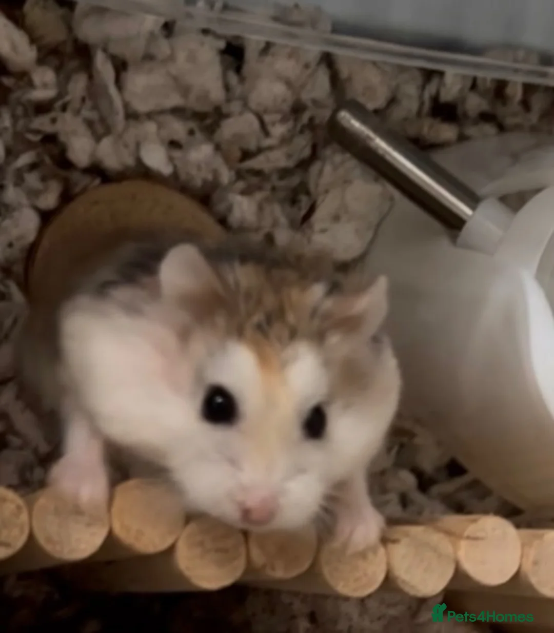 Hamster rodents for sale: Derek - sweet Roborovski Hamster for adoption  in Buntingford - Advert 2