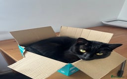 Domestic Shorthair cats for sale: My little baby needs a new home - Image 2