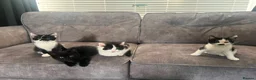 Mixed Breed cats for sale: 4 kittens for sale - Advert 10