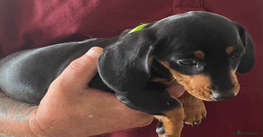 Miniature Dachshund dogs - Advert 6