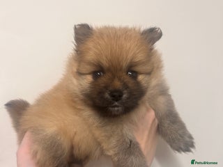 Pomeranian dogs READY 23RD December Pomeranian Puppy’s - Advert 17