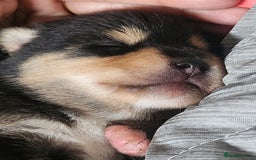 Pomsky dogs for sale: Pomsky puppies - Image 6