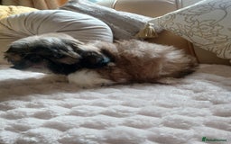 Shih Tzu dogs for sale: Shih tzu puppies - Image 3