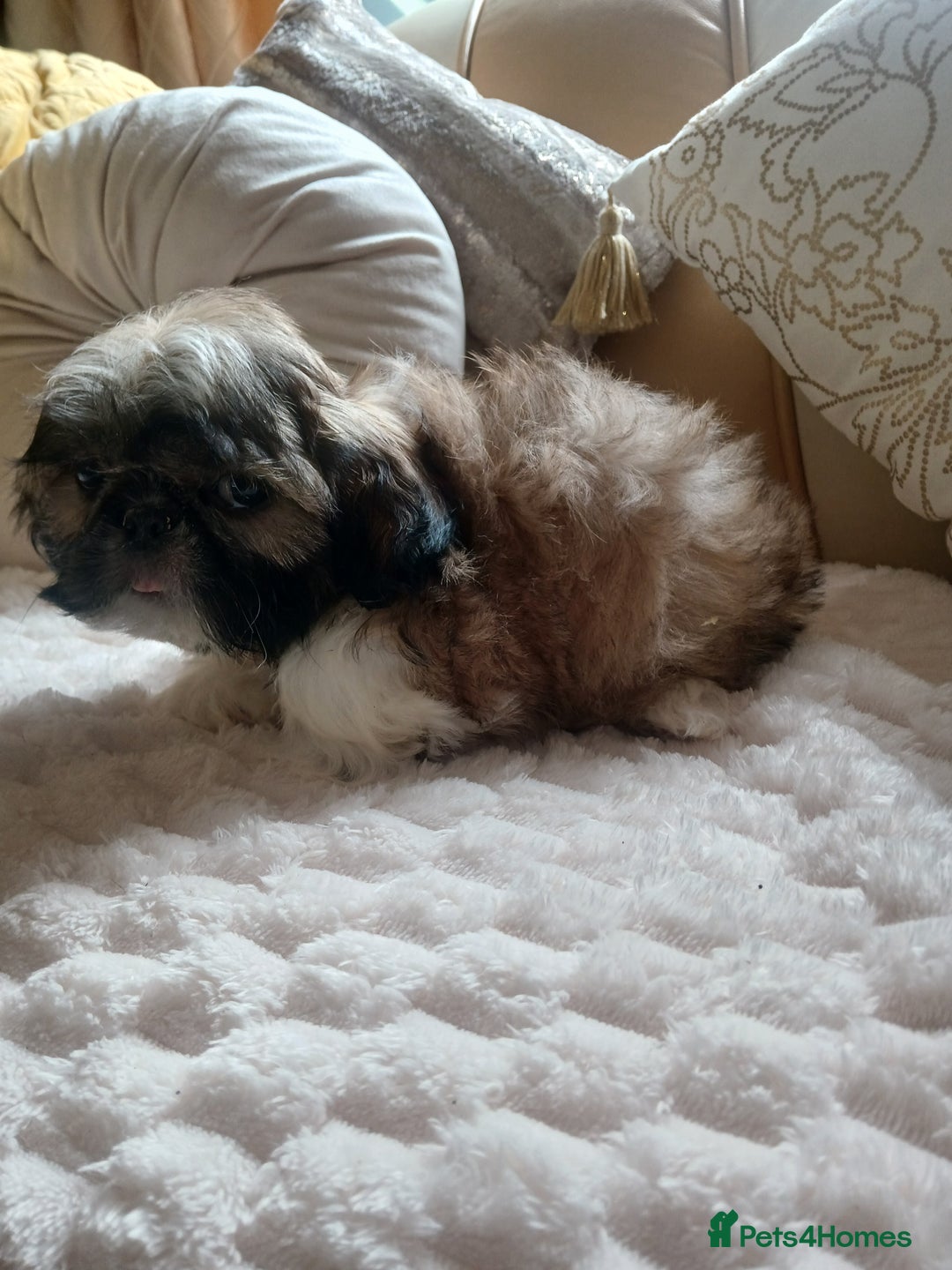 Shih Tzu dogs for sale: Shih tzu puppies - Image 3