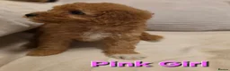 Maltipoo dogs for sale: 🐶4 beautiful maltipoo pups for sale🐶 - Advert 7