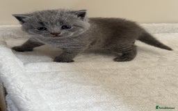 British Shorthair cats for sale: British Shorthair kittens for sale  - Image 7