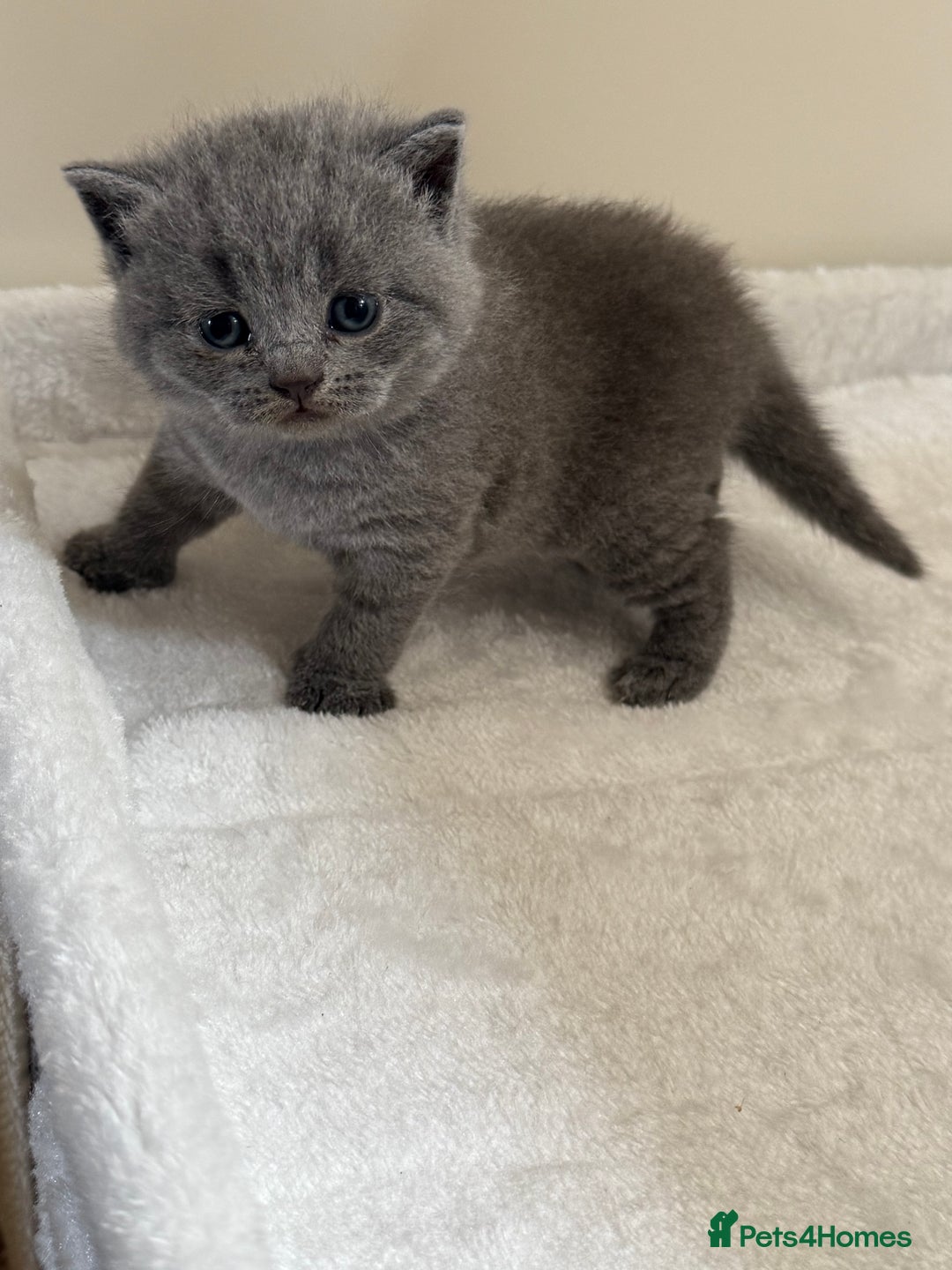 British Shorthair cats for sale: British Shorthair kittens for sale  - Image 7