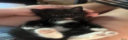 Mixed Breed cats for sale: Mixed breed long haired kittens  in Nottingham - Advert 2