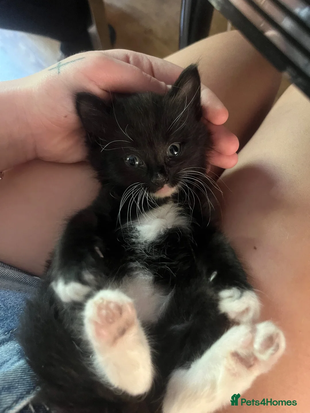 Mixed Breed cats for sale: Mixed breed long haired kittens  in Nottingham - Advert 2