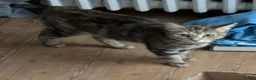 Mixed Breed cats for sale: Adorable mixed breed kitten  - Advert 6