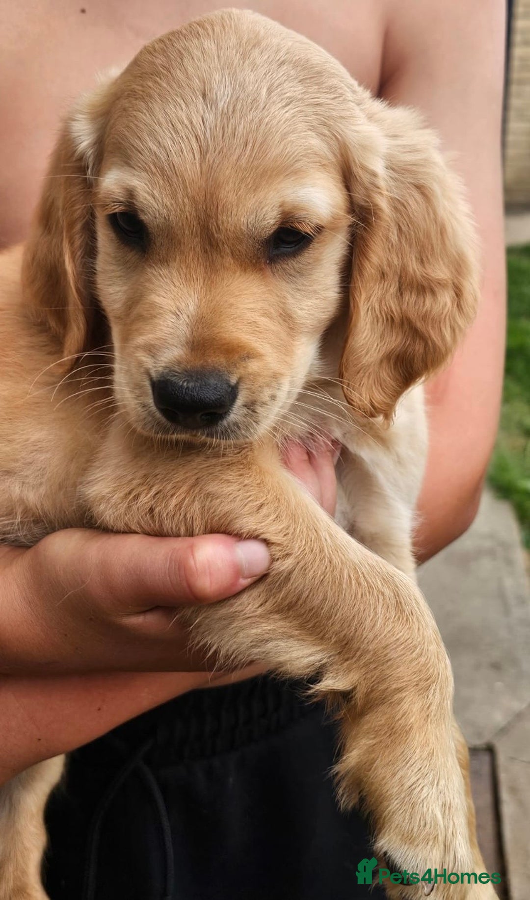 Golden Retriever dogs for sale: Golden Retriever Puppies  - Image 5