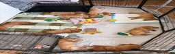 Labrador Retriever dogs for sale: 2 FOX RED LABRADOR BOYS LEFT READY NOW  - Advert 8
