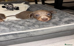 Dachshund dogs for sale: Isabelle and tan dachshund pups  - Image 10